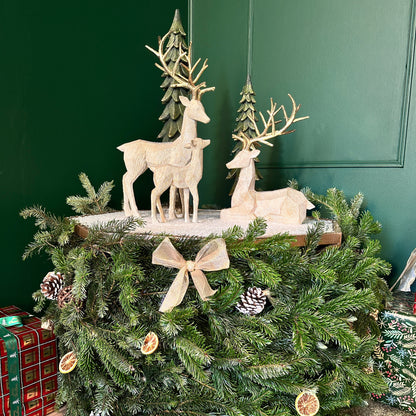 Christmas Mini Session